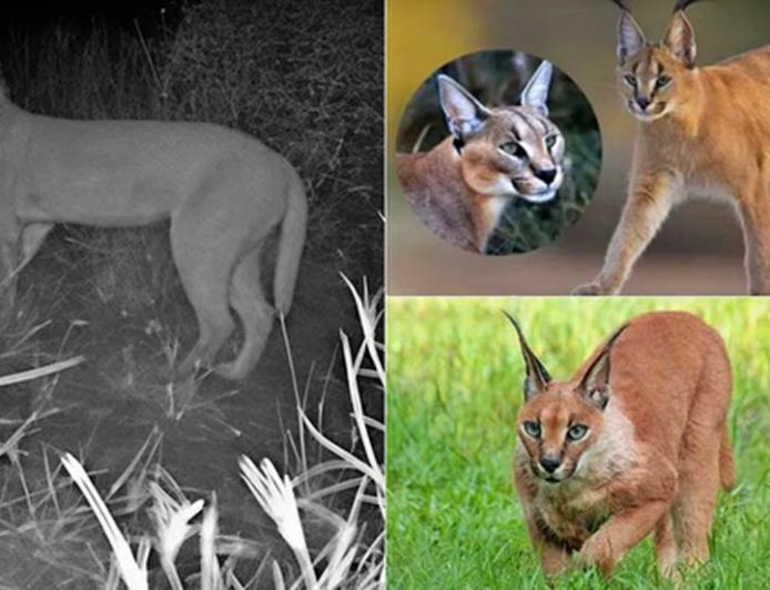 भारत-पाक सीमा पर दिखा दुर्लभ कैराकल, जैसलमेर में संरक्षण की नई उम्मीद