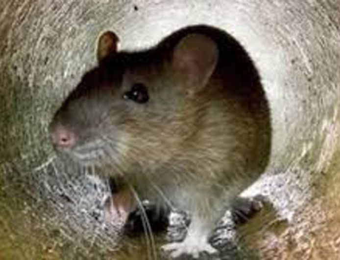 बिहार में 'रेटॉल पेस्ट' पर लगा पूर्ण प्रतिबंध, ऑनलाइन और ऑफलाइन बिक्री पर रोक, आदेश जारी