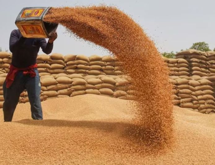 पंजाब में कल से गेहूं की सरकारी खरीद, मान सरकार ने कसी कमर, 1897 मंडियां तैयार