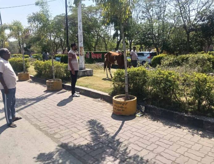 पार्क में ‘घोड़े की मौज’: तीन दिन से घास चर रहा था, नगर पालिका ने किया ‘गिरफ्तार’