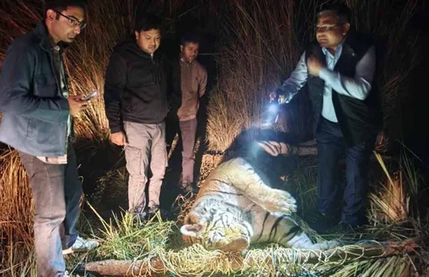 आठ दिन से भूखा था ‘जंगल का राजा’, पीलीभीत में बाघ की दर्दनाक मौत