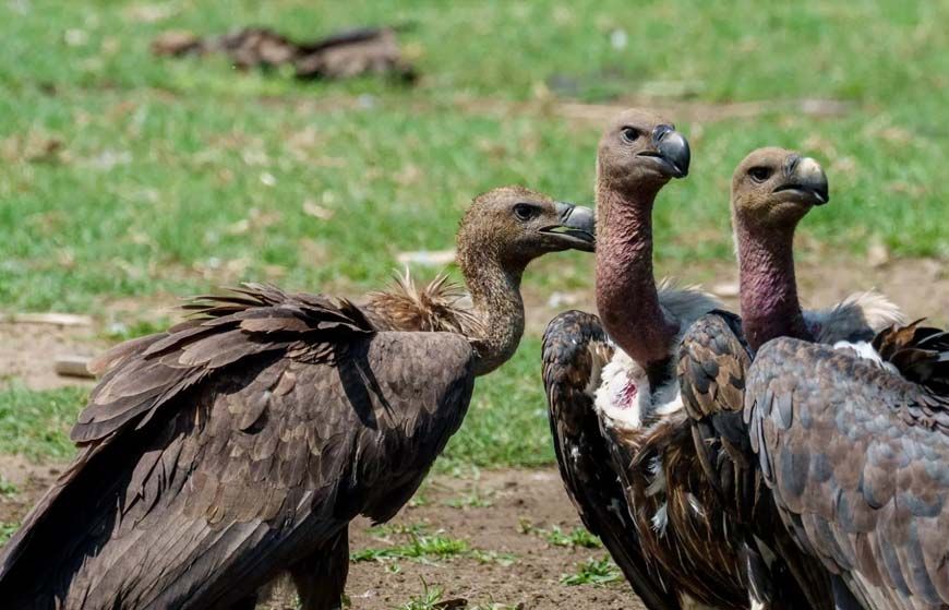 वीरांगना दुर्गावती टाइगर रिजर्व में 951 गिद्ध दर्ज, सात प्रजातियों की हुई पहचान; तीन दिन तक चला सर्वे