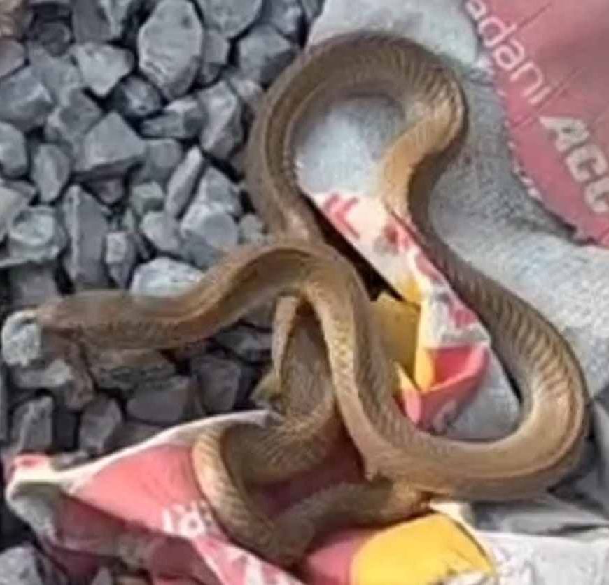 कोरबा में निर्माणाधीन मकान से निकला कोबरा, इलाके में मची अफरा-तफरी