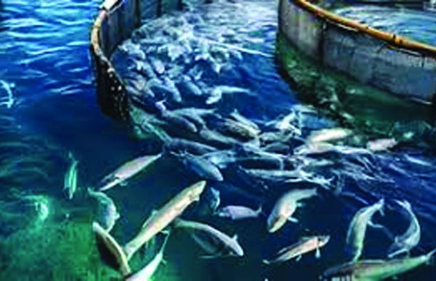 मत्स्य क्षेत्र में 30 कंपनियां करेंगी 1400 करोड़ रुपये से अधिक का निवेश