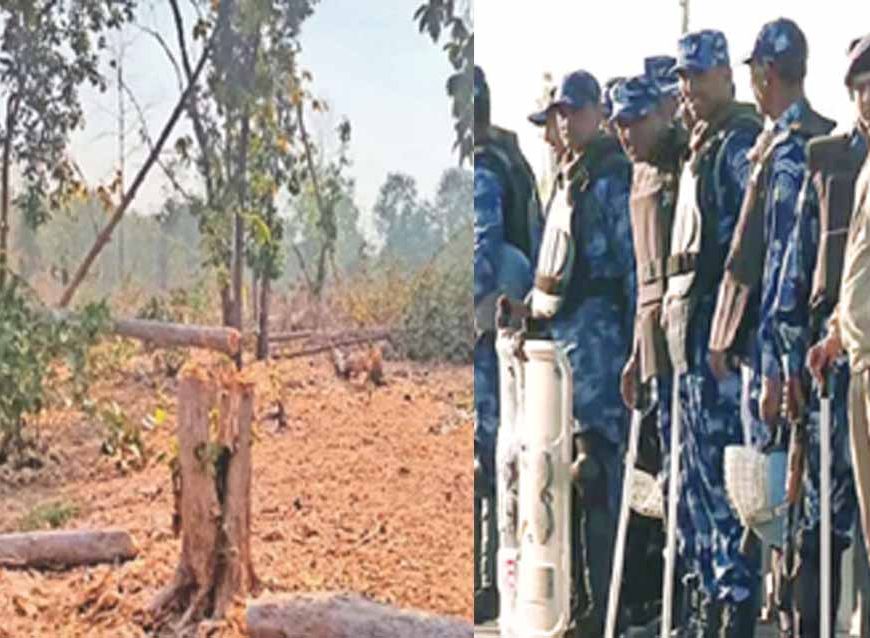 पंचकूला के जंगल में काट डाले हजारों पेड़, तस्करों पर एक्शन की तैयारी में विभाग