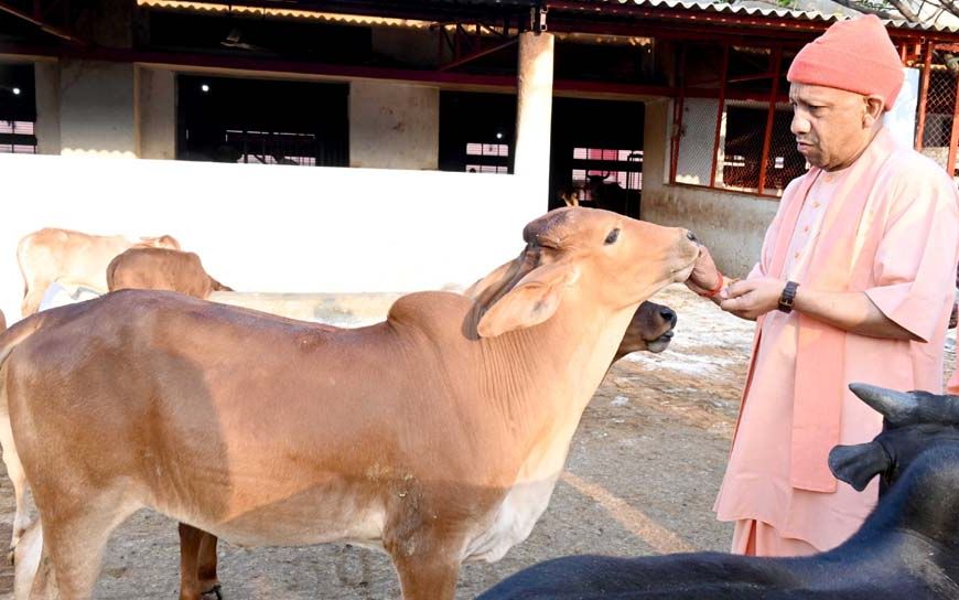 गोसेवा में रमे सीएम योगी, गोवंश को खिलाया गुड़-रोटी