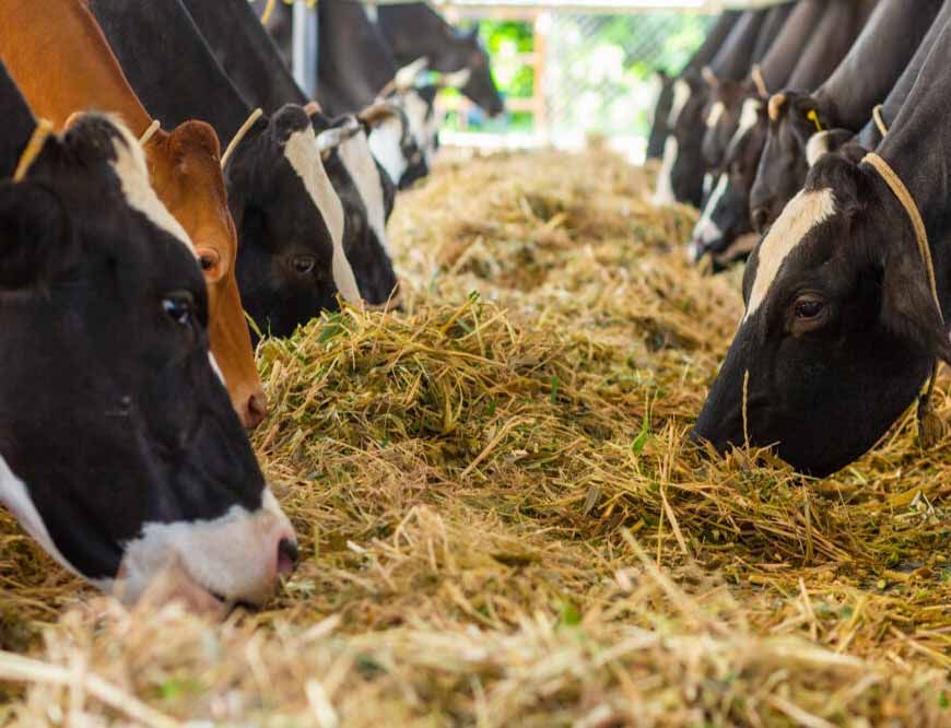प्रयागराज में पशुओं के लिए बनेगा 12 अंकों का यूनिक आधार, पोर्टल पर स्वास्थ्य रिकार्ड भी होगा उपलब्ध