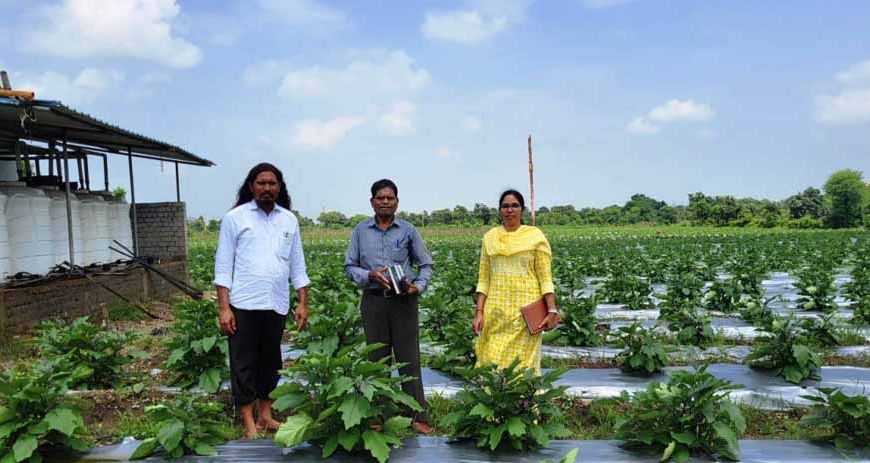 ग्राफ्टेड बैगन से 16 लाख रूपए की आमदनी