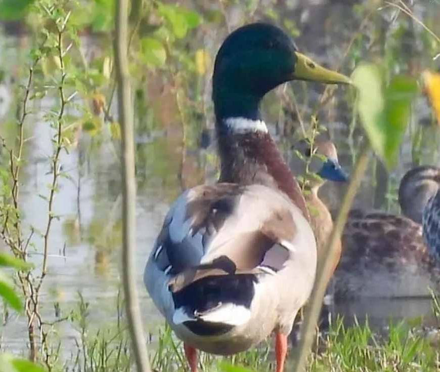 गिधवा टैंक में प्रवासी मल्लार्ड का आगमन, बढ़ी क्षेत्र की पहचान