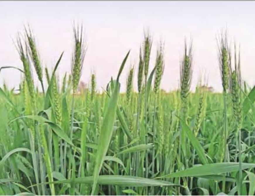 हरियाणा में फरवरी में ही गर्मी का असर, 30°C के पार पहुंचा तापमान, फसलों पर मंडराया खतरा