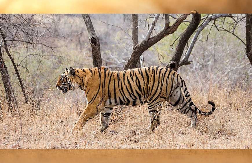 इंदौर के जंगलों में बाघ की वापसी, नया वाइल्डलाइफ कॉरिडोर बन रहा है