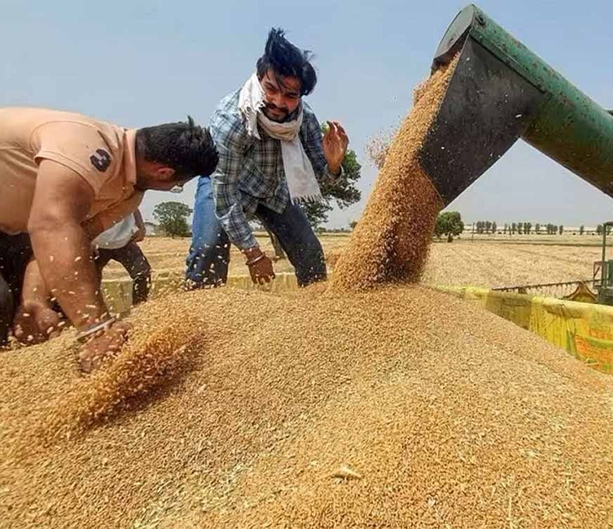 हरियाणा में 20 मार्च से होगी रबी फसलों की खरीद, तारीखें और एमएसपी घोषित
