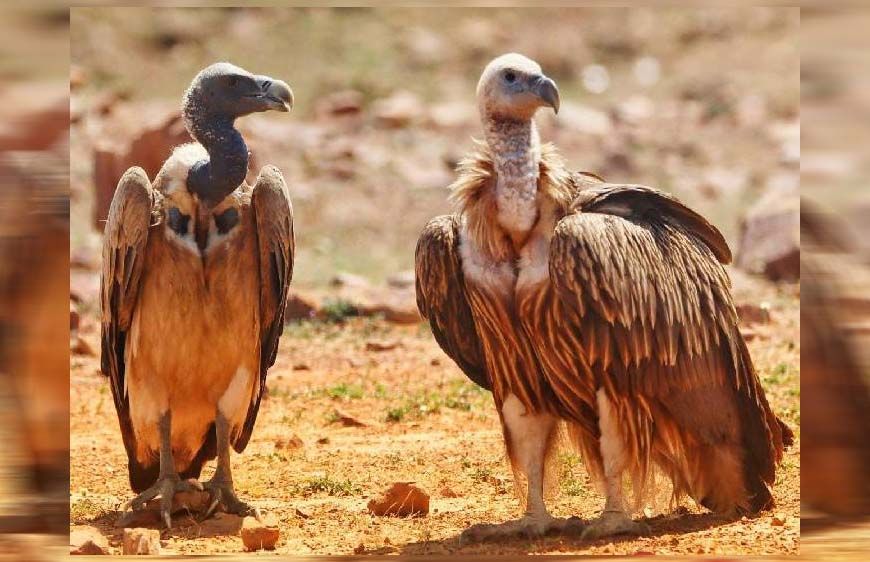 MP में गिद्धों की संख्या 14 हजार पार, पन्ना में लाल सिर वाले और वन विहार में सफेद पीठ वाले गिद्ध; 10 साल में दोगुने
