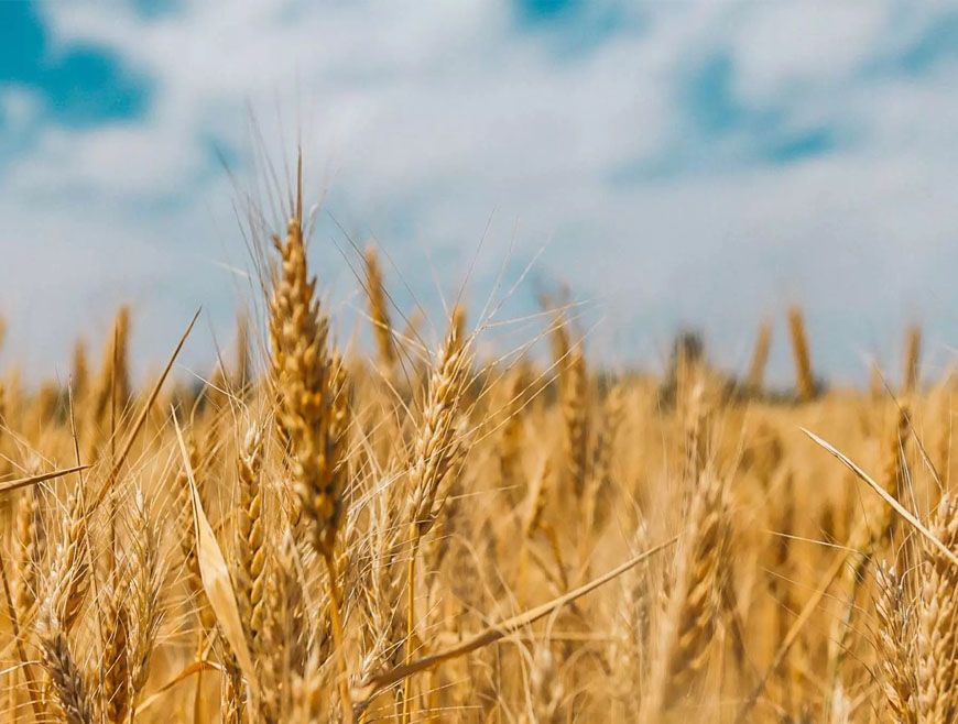 हरियाणा में रबी फसलों की सरकारी खरीद का शेड्यूल जारी, किसानों को मिलेगा तय MSP