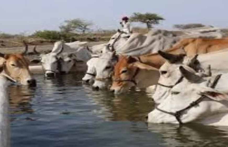 ‘गो संरक्षण मिशन’ में शामिल होंगी ग्रामीण महिलाएं और किसान उत्पादक संगठन