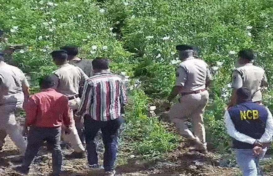 4 साल से 5 एकड़ में अफीम की खेती, दुर्ग फार्महाउस में बाउंसर्स तैनात; भाजपा नेता ने डिजिटल सर्वे में गेहूं-मक्का दिखाया