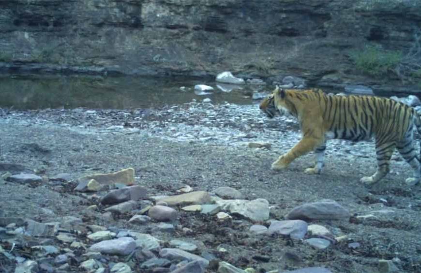 रणथंभौर नेशनल पार्क में मादा बाघिन T-94 मृत मिली, पोस्टमार्टम से खुलेगा मौत का राज