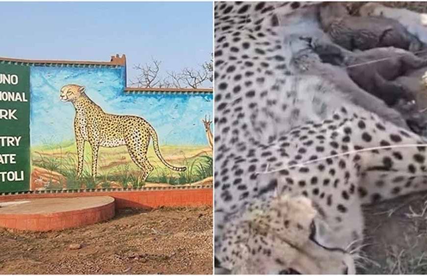कूनो नेशनल पार्क में ज्वाला चीता ने दिया पांच शावकों को जन्म, चीतों की संख्या पहुंची 50 के पार