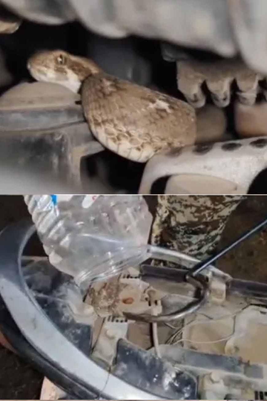 युवक को चलती बाइक में जहरीले सांप ने डसा, सीट के नीचे छिपा था ‘सॉ-स्केल्ड वाइपर स्नेक’