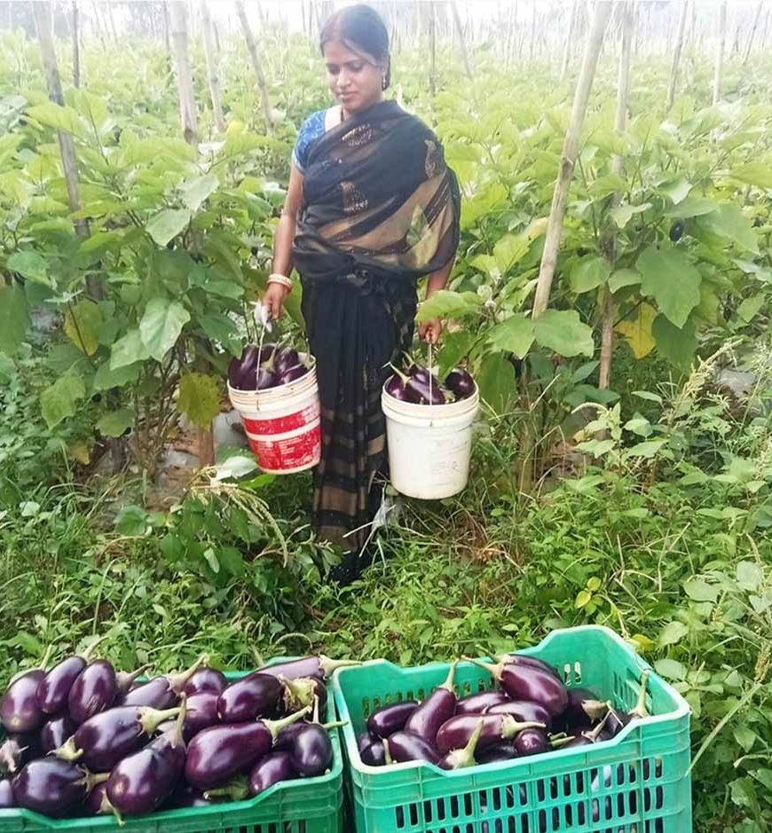 बिहान से बदली ममता की जिंदगी सब्जी की खेती से ममता बनी आत्मनिर्भर