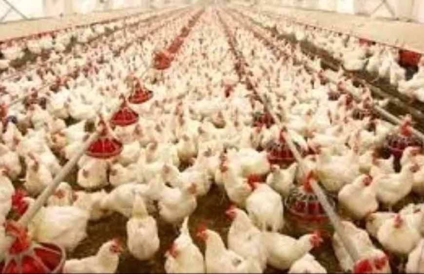 10,000 चूजों वाला एसी मुर्गी फार्म बना मिसाल, मां लक्ष्मी महिला समूह कमा रहा हर माह ₹80 हजार