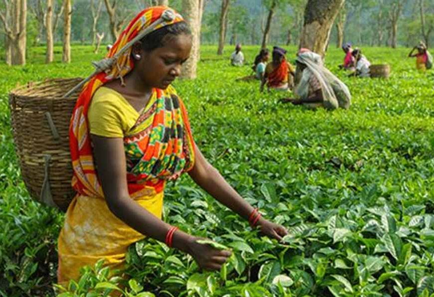 टिश्यू कल्चर लैब पर सरकार देगी 50% अनुदान, किसानों-उद्यमियों से 15 मार्च तक मांगे आवेदन