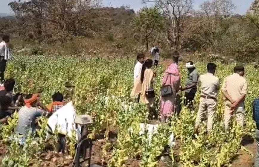 बलरामपुर के कोरंधा में मसाले की आड़ में अफीम की खेती पकड़ी गई, पौने 2 करोड़ की जब्ती