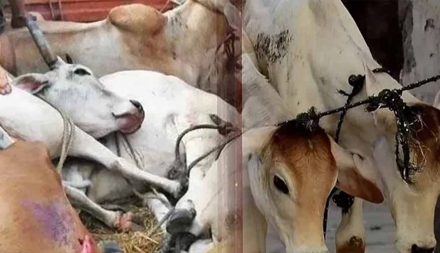 मेवात में गौ तस्करों पर सख्ती: 5 साल में 54 एनकाउंटर, अब अवैध संपत्ति जब्ती की तैयारी