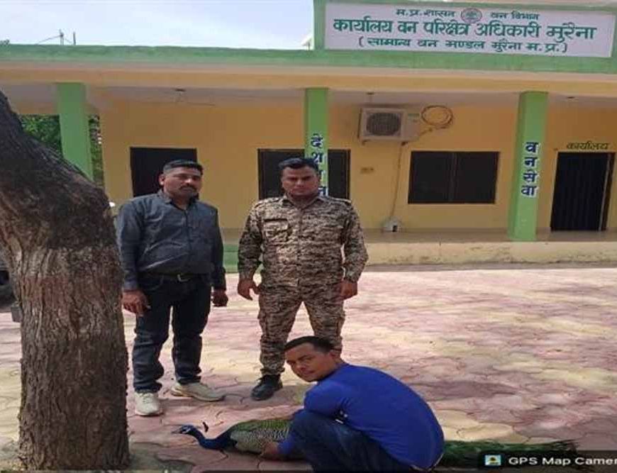 मुरैना के डायल 112 हीरोज: संवेदनशीलता का उदाहरण, घायल राष्ट्रीय पक्षी मोर को समय पर मिला उपचार