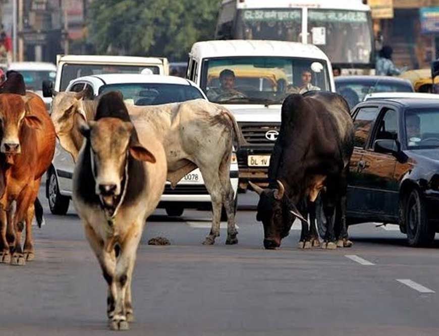 मध्य प्रदेश के 40 लाख आवारा पशुओं को मिलेगा 12 अंकों का कोड, केसरिया टैग से होगी पहचान
