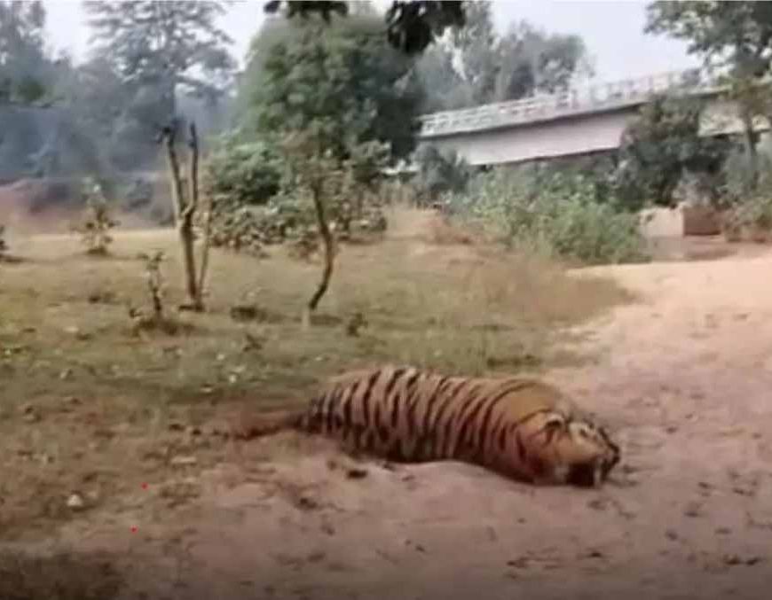 वन्यजीव हत्या का सनसनीखेज मामला: डिप्टी रेंजर पर शिकारियों से मिलीभगत का आरोप, बाघ-तेंदुए की खाल के साथ गिरफ्तार