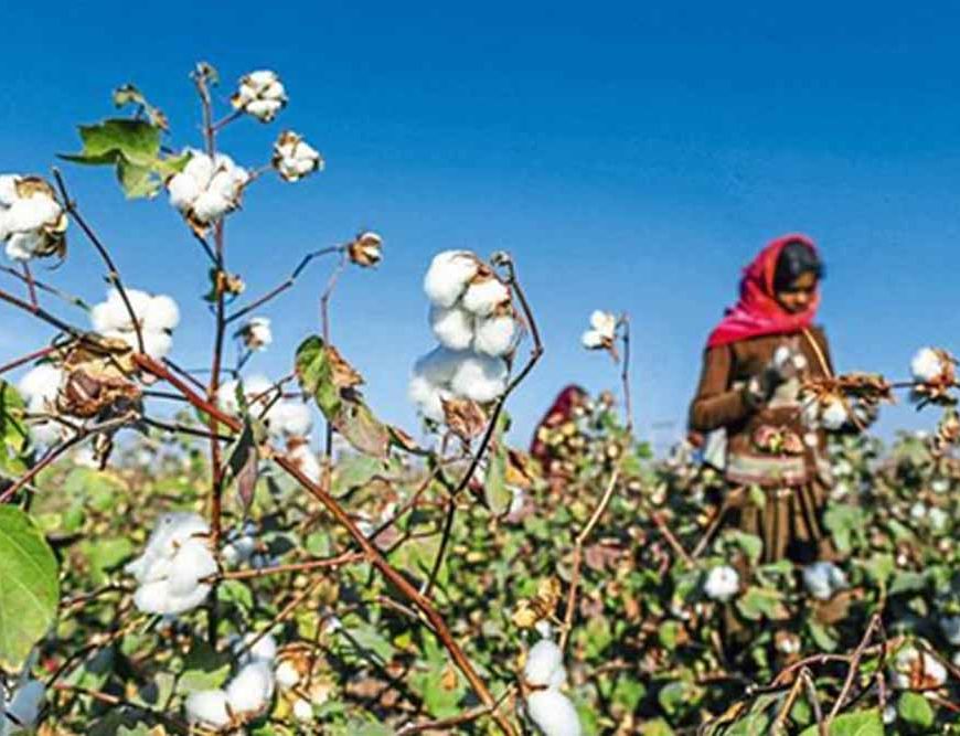 पीएम किसान के बाद किसानों को बड़ी राहत, कपास के लिए ₹1718 करोड़ की MSP फंडिंग मंजूर