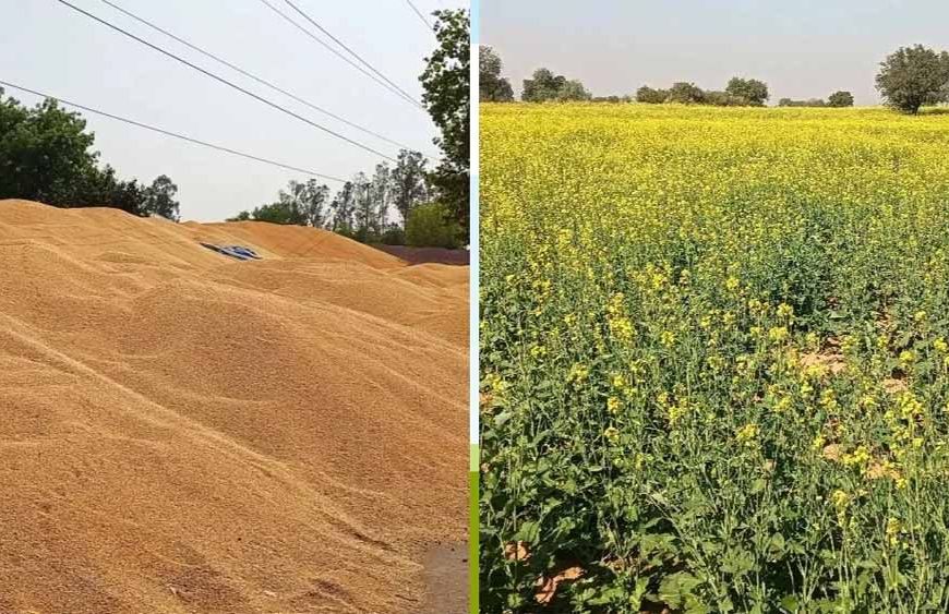 कैथल मंडियों में सरसों की आवक शुरू: 27 मार्च से MSP पर होगी खरीद