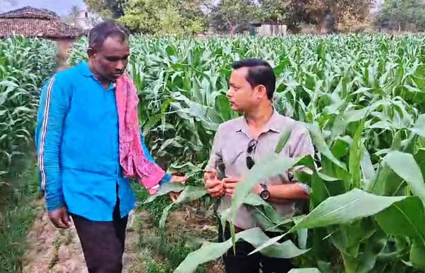 धान से मक्का की ओर बढ़ते कदम :फसलचक्र परिवर्तन से धमतरी के किसानों की बढ़ी आय, जल संरक्षण को मिली नई दिशा