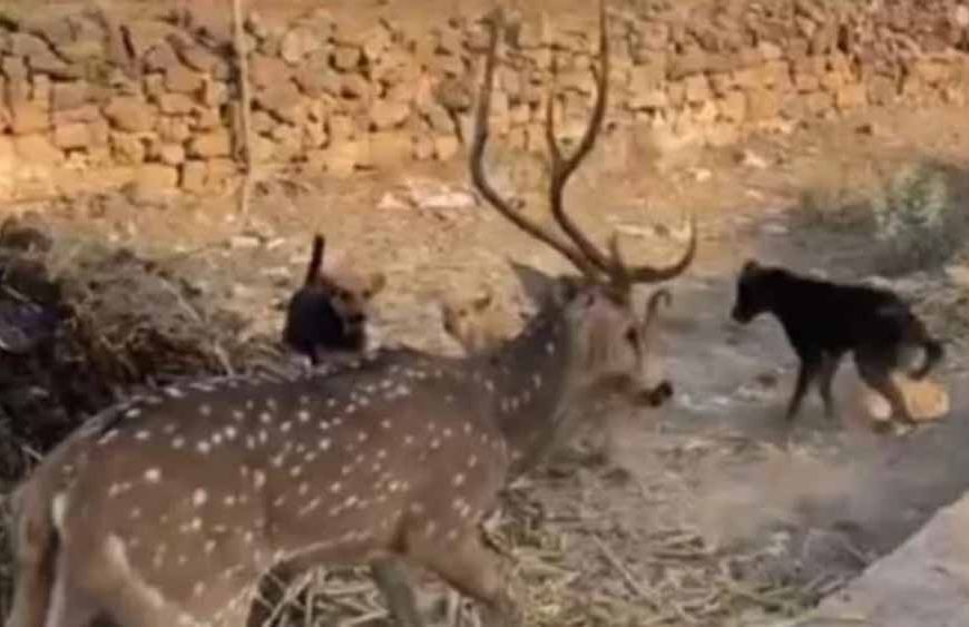 छतरपुर में बच्चों की बहादुरी, आवारा कुत्तों के जबड़े से हिरण को बचाकर जंगल में छोड़ा