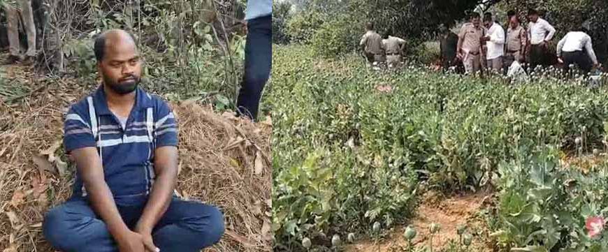 रायगढ़ में अफीम की अवैध खेती का भंडाफोड़, झारखंड का आरोपी पुलिस हिरासत में