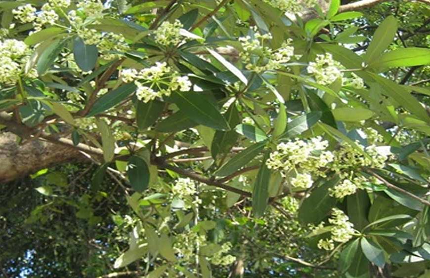 छत्तीसगढ़ विधानसभा में फिर उठा छातिम वृक्ष विवाद, मंत्री ओपी चौधरी ने रोक से किया इनकार