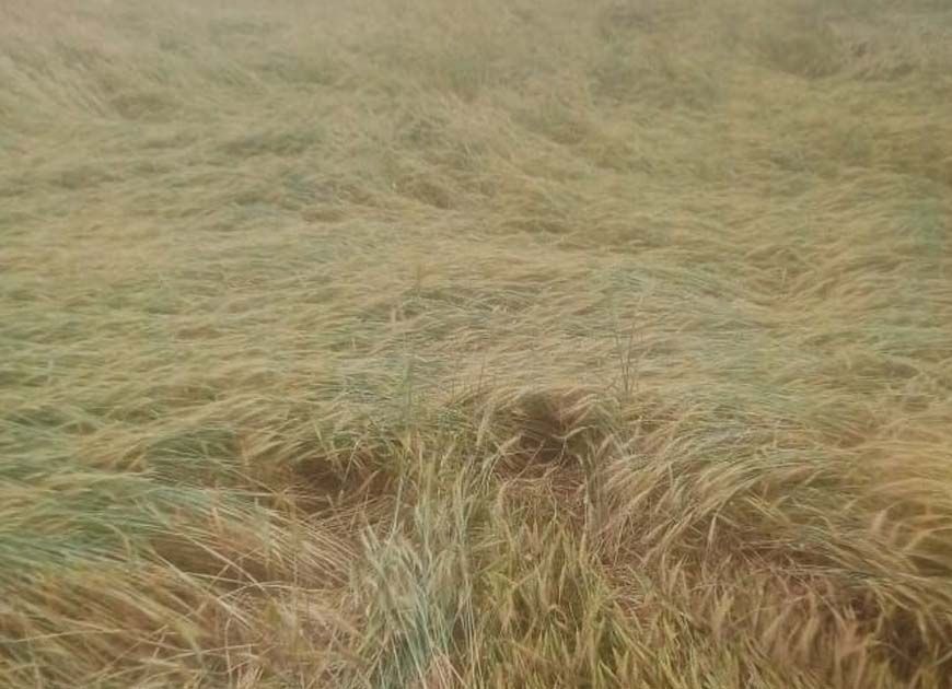 प्रदेश के 42 जिलों में तबाही, ओलावृष्टि-बारिश से फसलें बर्बाद, 14 जिलों में आज भी खतरा