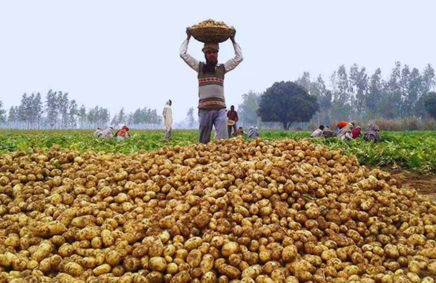 हरियाणा में आलू की बंपर पैदावार: किसानों के लिए भावांतर भरपाई योजना बनी सहारा
