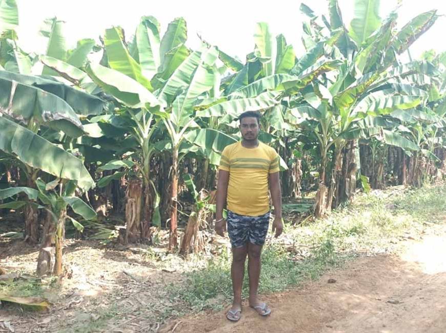 केला उत्पादन से बढ़ी आमदनी, उद्यानिकी खेती से मिला नया सहारा