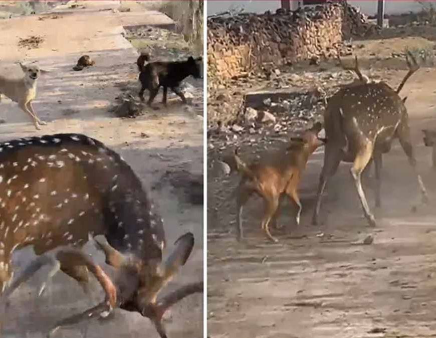 अंबिकापुर में दर्दनाक घटना: आवारा कुत्तों के हमले में 15 हिरणों की मौत, 4 कर्मचारी सस्पेंड