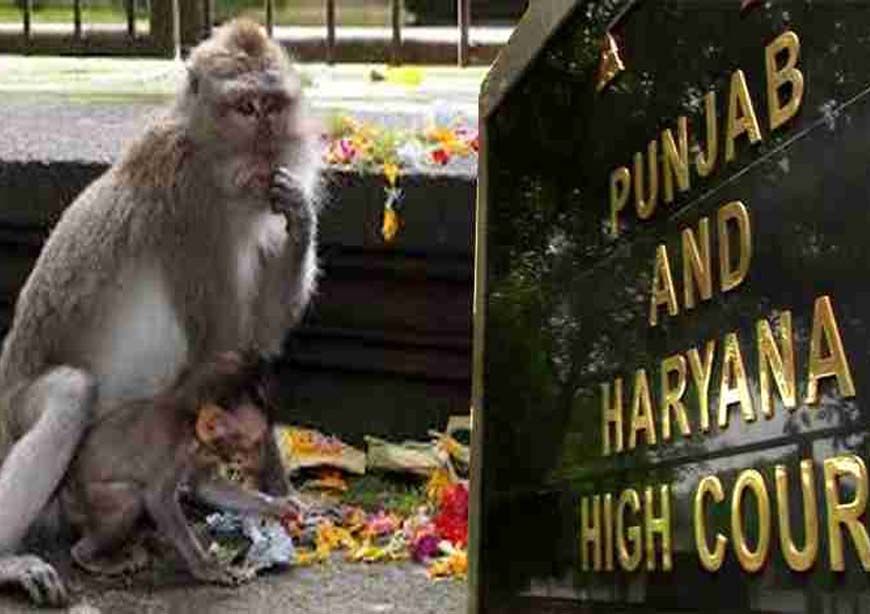 चंडीगढ़ हाईकोर्ट परिसर में बंदरों का आतंक, वकील ने प्रशासन से सख्त कार्रवाई की मांग
