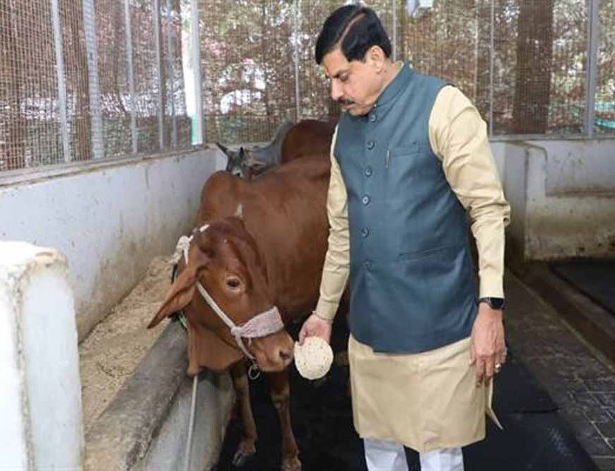 मुख्यमंत्री डॉ. यादव ने गौ सेवा कर की अपने जन्मदिन की शुरूआत