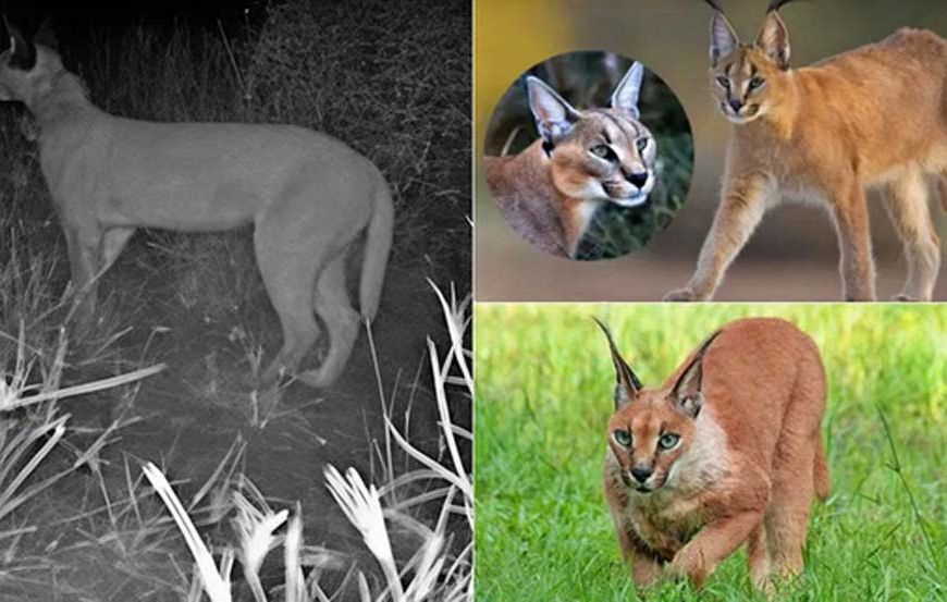 भारत-पाक सीमा पर दिखा दुर्लभ कैराकल, जैसलमेर में संरक्षण की नई उम्मीद