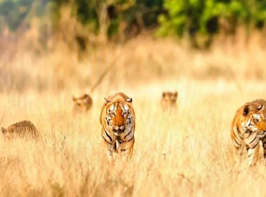 खिवनी अभयारण्य में दुर्लभ दृश्य: सड़क पर दिखा बाघ परिवार, 20 मिनट तक थमी रही टूरिस्ट की सांसें