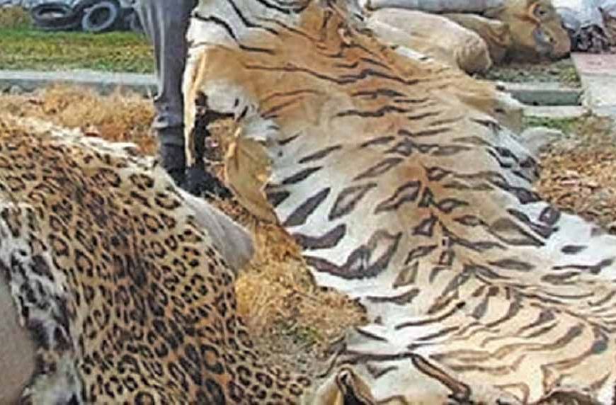 प्रतिबंधित वन्य-जीवों की अवैध बिक्री एवं पालन पर होगी सख्त कार्रवाई