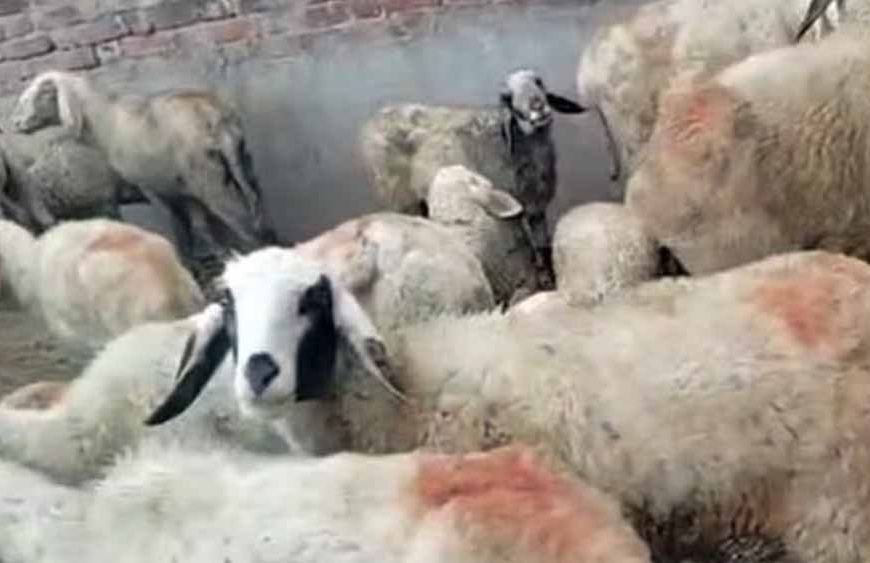 कुरुक्षेत्र में कुत्तों का आतंक: झुंड ने भेड़ों पर हमला कर 50 से ज्यादा को मार डाला