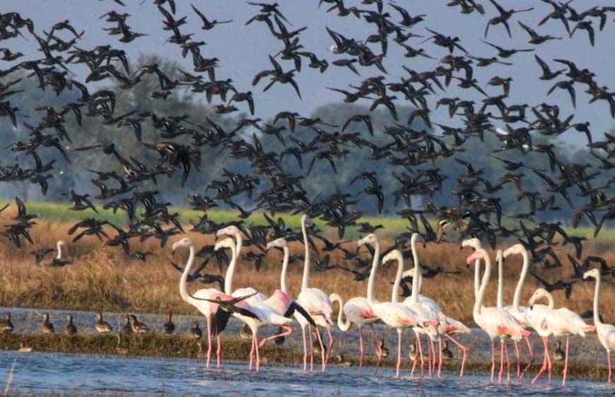 पंजाब में पिछले साल की बाढ़ ने बदल दिए पर्यावरणीय संकेत, वेटलैंड्स में पक्षियों की संख्या घटी, प्रजातियां बढ़ी