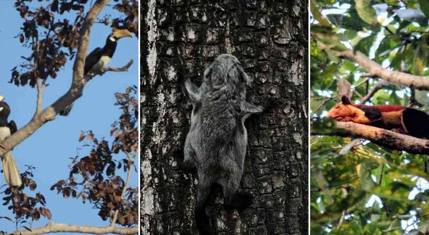 उदंती टाइगर रिजर्व में दुर्लभ वन्यजीवों की झलक, AI और पारंपरिक ज्ञान से मिली बड़ी सफलता