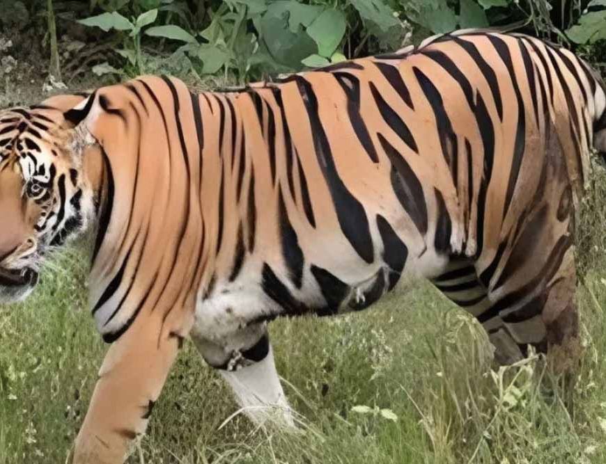 टाइगर कॉरिडोर पर जोर, बढ़ती संख्या के बीच बाघों की शिफ्टिंग की तैयारी तेज